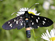 Weissfleckenwidder_ms2
