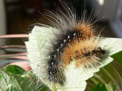 20110520_caja