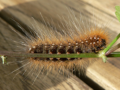 BraunerBaer1