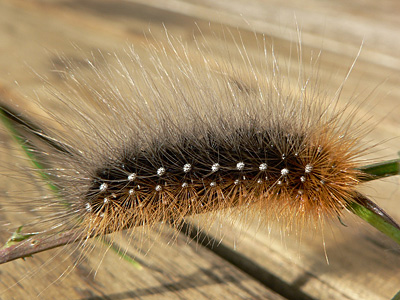 BraunerBaer2