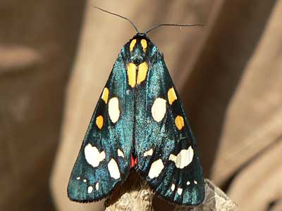 20110602_dominula1