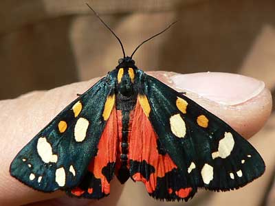 20110602_dominula2