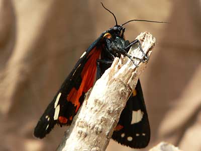 20110602_dominula3