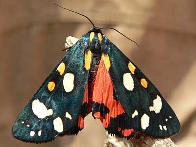 20110602_dominula5