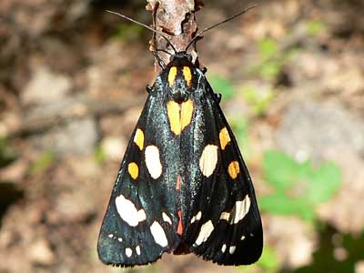 20110604_dominula1