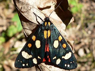 20110604_dominula2