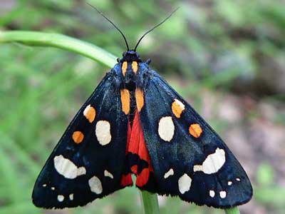 20110604_dominula4