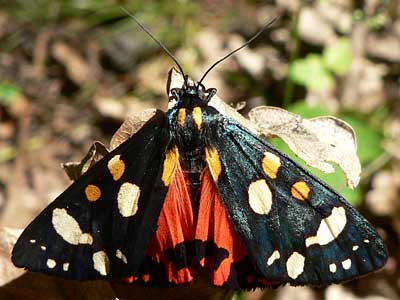 20110604_dominula5