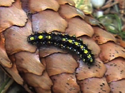 Schoenbaer01