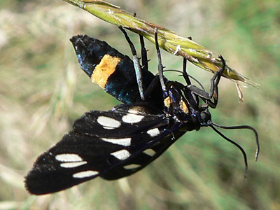 20110701_phega1