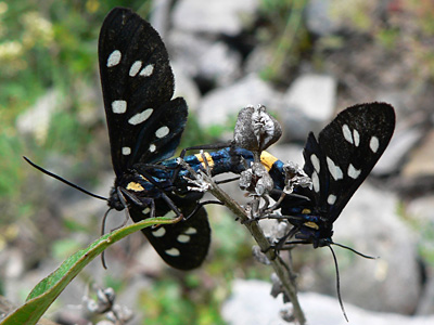 20110701_phega4