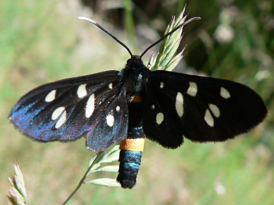 20110701_phega7