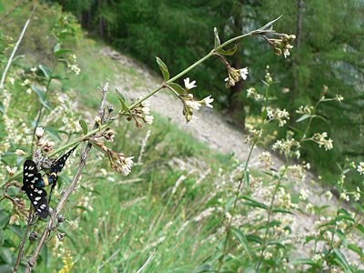 phega-habitat