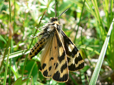20110702_plantaginis3