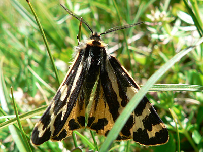 20110702_plantaginis4