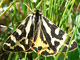plantaginis_ms2