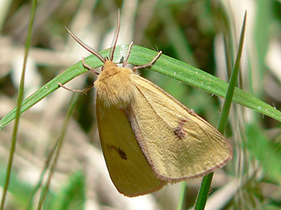 Rotrandbaer3