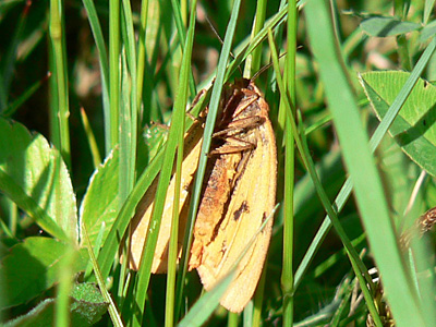 Rotrandbaer6
