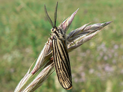 20120529_striata4