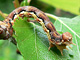 20110512_defoliaria_ms2