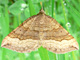 BraunWellstrSp_ms2