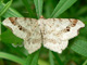 Macaria-alternata_ms2