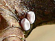MilchwBindensp_ms2