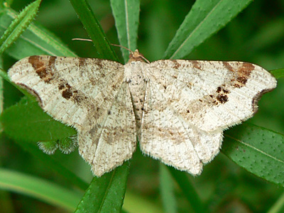 Macaria-alternata1