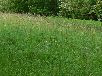 bilineata-habitat