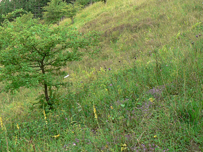 chenopodiata-habitat