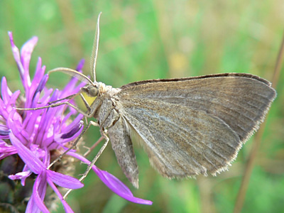 chenopodiata1