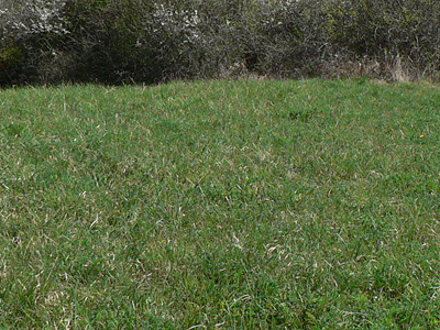cinctaria-habitat