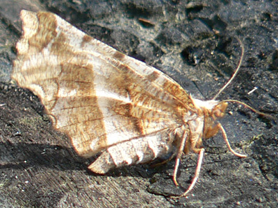 dentaria_1