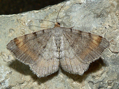 20120810_liturata1