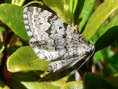 20110705_montanata1