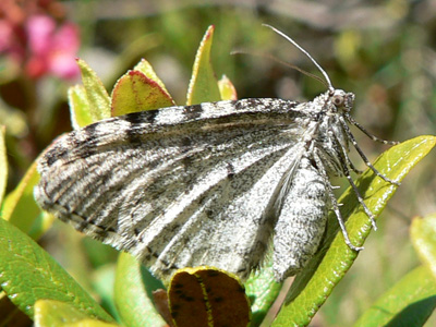 20110705_montanata2
