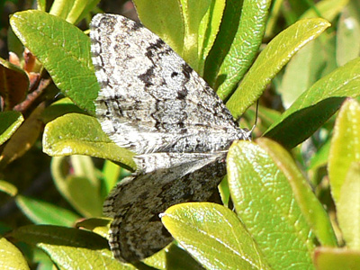 20110705_montanata3