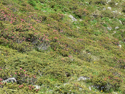 montanata-habitat