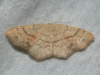 20120811_punctaria1