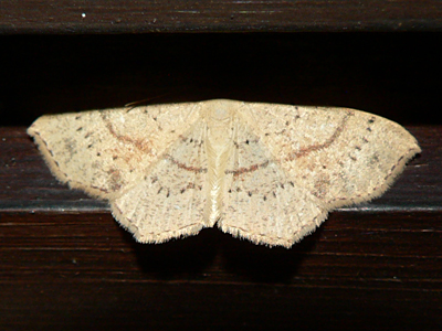 20120811_punctaria2