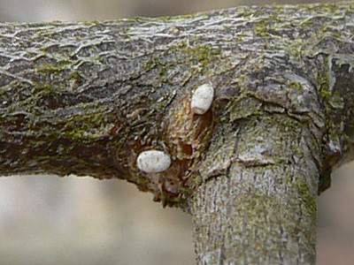20120218_rubiginata1