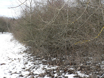 20120218_rubiginata2