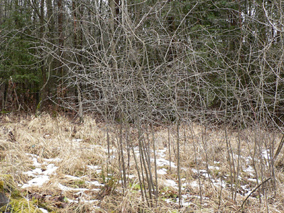 20120219_rubiginata1