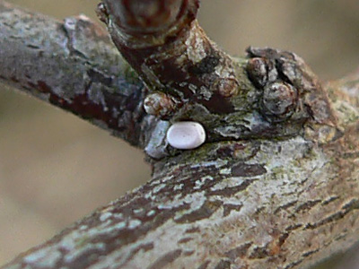 20121003_rubiginata