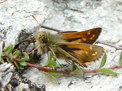 20110701_comma