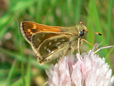20110705_comma