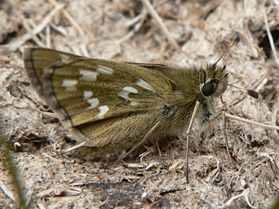 20110708_comma