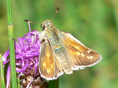 20110802_comma1