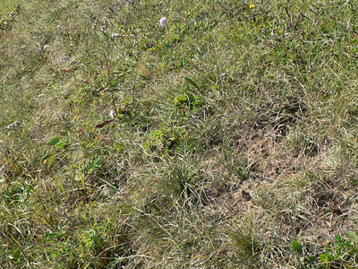 20111001_comma1