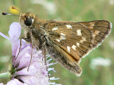 Kommadickkopf05